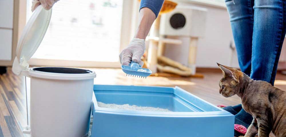 How to clean a catlitter box