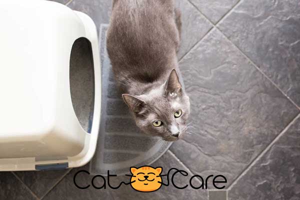 best areas to put a cat litter box