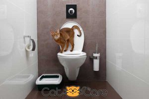 best place for cat litter box