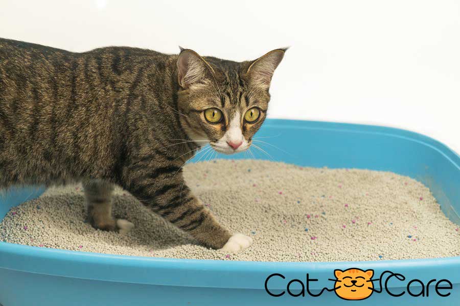 How does a cat litter work?