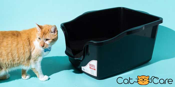Box of cat litter