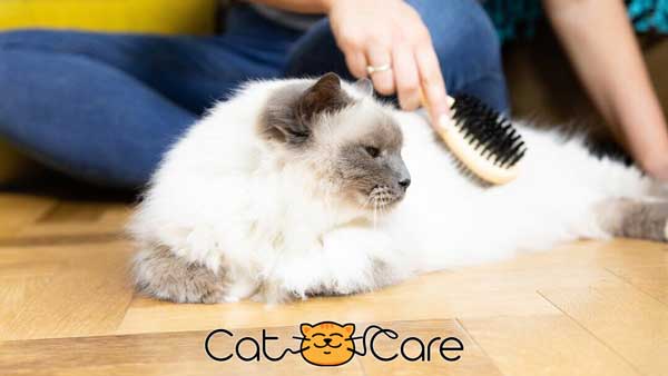 درمان ریزش مو در گربه ها