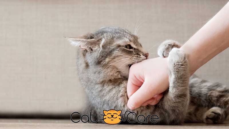عوامل موثر در پرخاشگری گربه ها