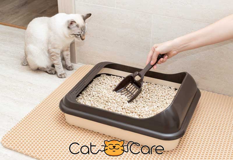 استفاده نکردن گربه از جعبه خاک گربه