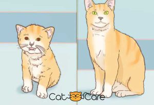 گربه بالغ یا بچه گربه