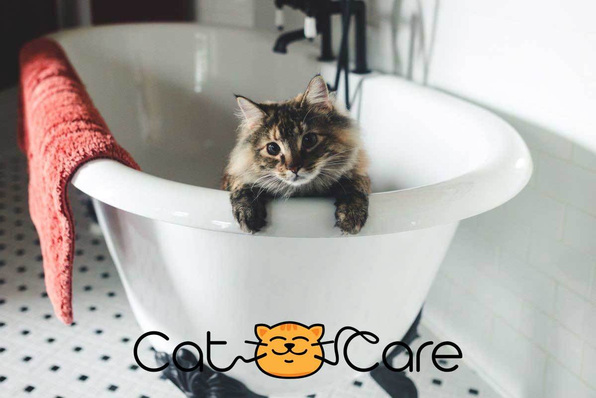 استفاده از وان برای شستن گربه خانگی