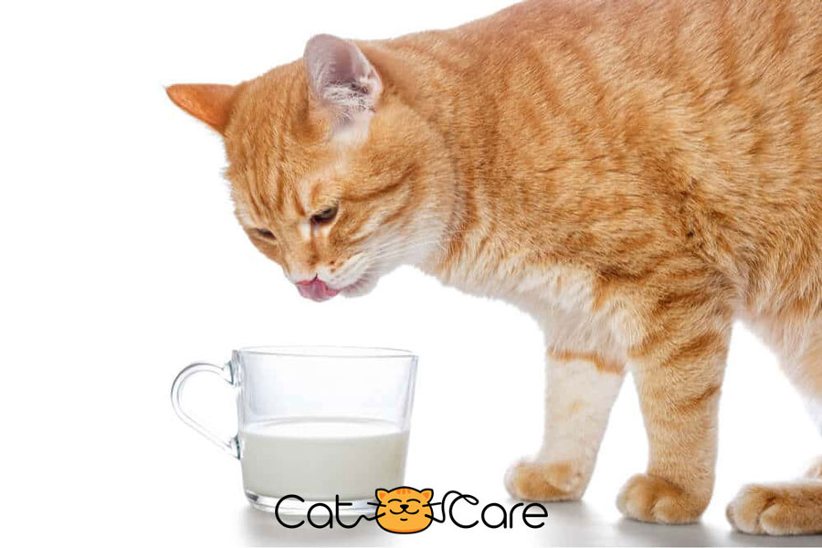 خطرناک بودن شیر برای گربه ها