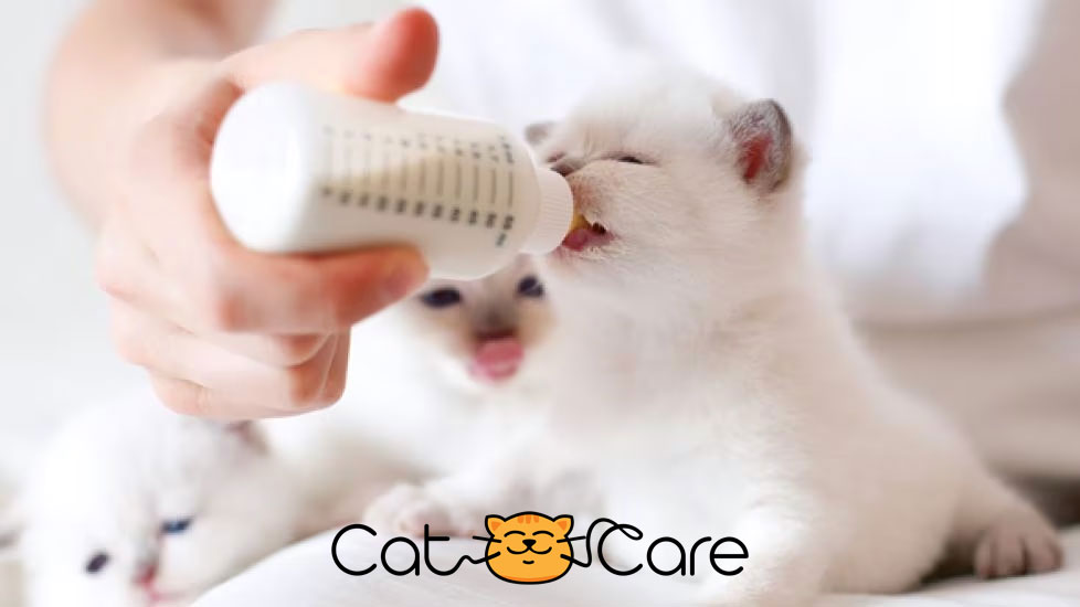 شیردادن شیر به بچه گربه