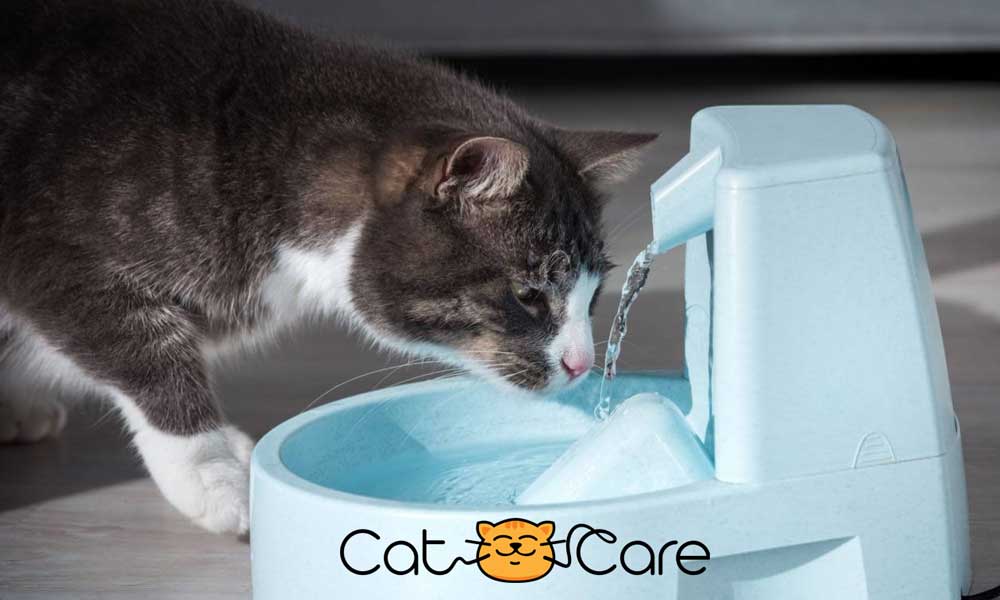انتخاب بهترین ظرف آب گربه