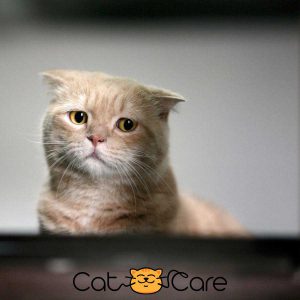 علائم افسردگی در گربه ها